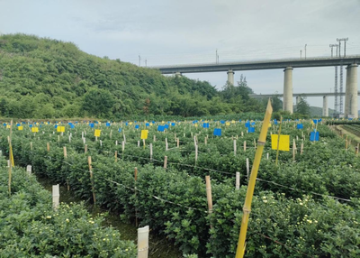 喜讯！歙县溪头镇蓝黄板实验基地试用成功，推动生物农药技术研发新突破